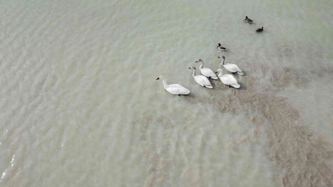 Arin Gölü Son Misafirlerini Ağırlıyor