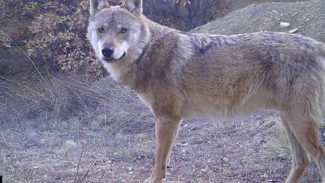 Kırıkkale’de Yaban Hayatı Fotokapanla Görüntülendi