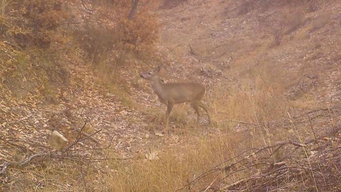 Kırıkkale’de Yaban Hayatı Fotokapanla Görüntülendi