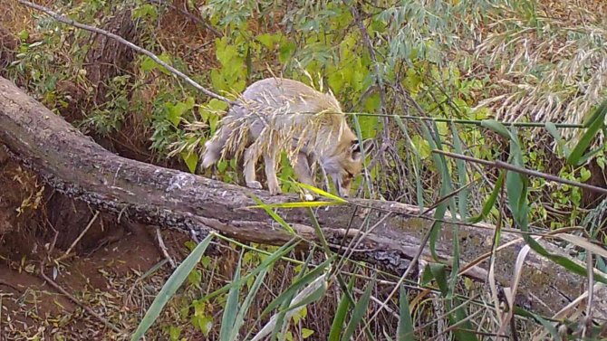 Kırıkkale’de Yaban Hayatı Fotokapanla Görüntülendi