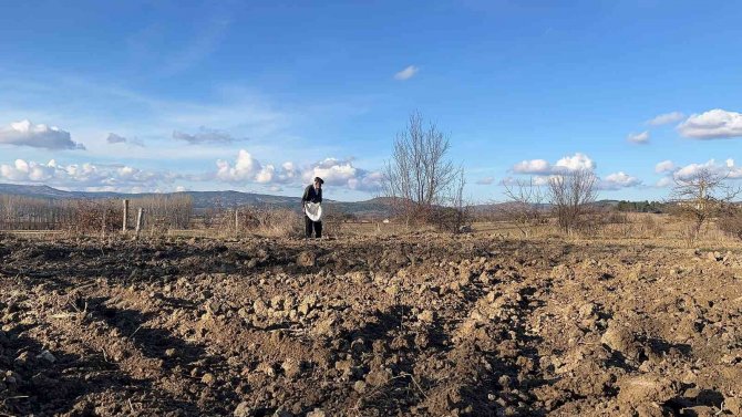 Kastamonu’da Karakılçık Buğday Ekimi Başladı: Tohumları Elleriyle Toprakla Buluşturdular