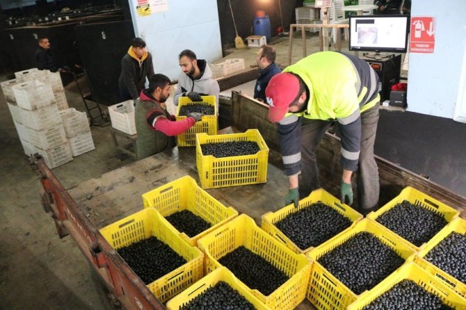 Marmarabirlik’ten 162 Milyon Lira Ödeme