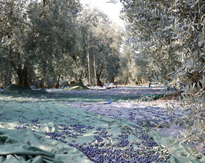 Marmarabirlik’ten 162 Milyon Lira Ödeme