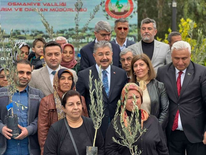 Osmaniye’de Zeytincilik Gelişiyor