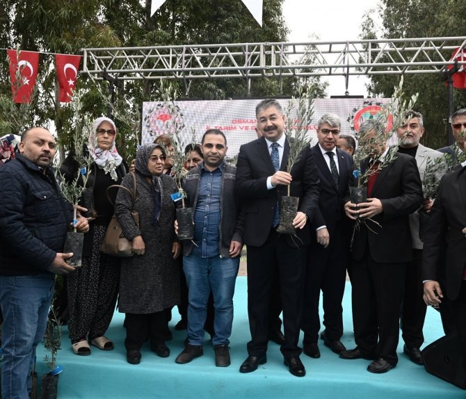 Osmaniye’de Zeytincilik Gelişiyor