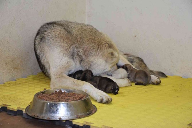 Siirt’te Çöp Konteynerine Atılan 9 Köpek Yavrusu Ve Anneleri Koruma Altında
