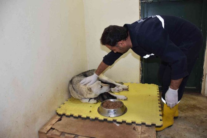 Siirt’te Çöp Konteynerine Atılan 9 Köpek Yavrusu Ve Anneleri Koruma Altında