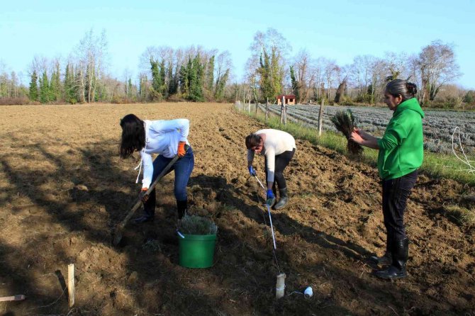 Kurduğu Lavanta Bahçesiyle Arkadaşına Örnek Oldu