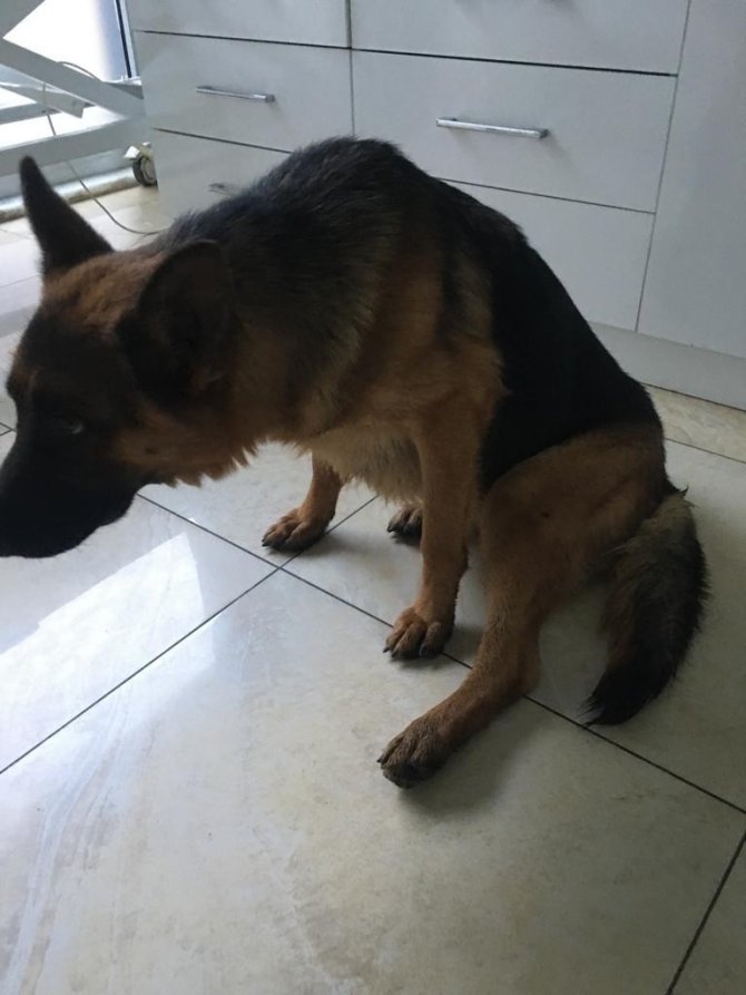 Kayıp Köpek “Hera”, Yaralı Halde Bulundu