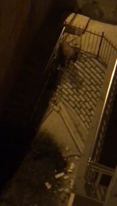 Tunceli’de Köpeklerden Kaçan Dağ Keçisi Bina Bahçesine Sığındı