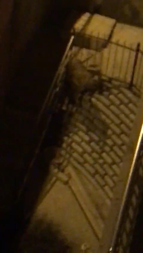 Tunceli’de Köpeklerden Kaçan Dağ Keçisi Bina Bahçesine Sığındı