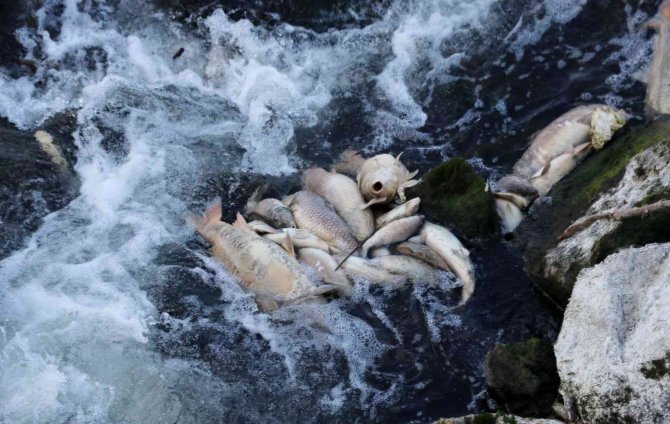 Ceyhan Nehri’nde Balık Ölümleri: Binlerce Balığın Ölüm Nedeni Araştırılıyor