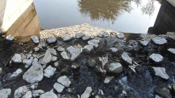 Ceyhan Nehri’nde Balık Ölümleri: Binlerce Balığın Ölüm Nedeni Araştırılıyor