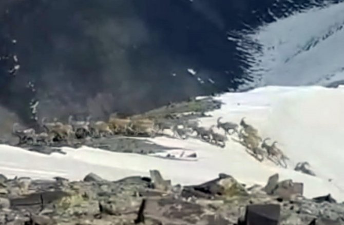 Yüksekova’da Sürü Halindeki Dağ Keçileri Kameraya Yansıdı