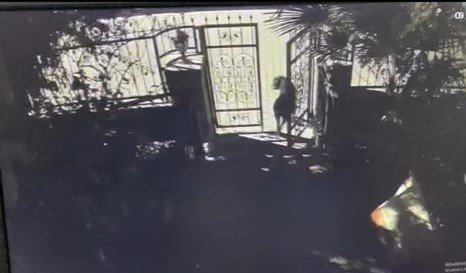 Cins Köpek Hırsızları Polis Tarafından Yakalandı