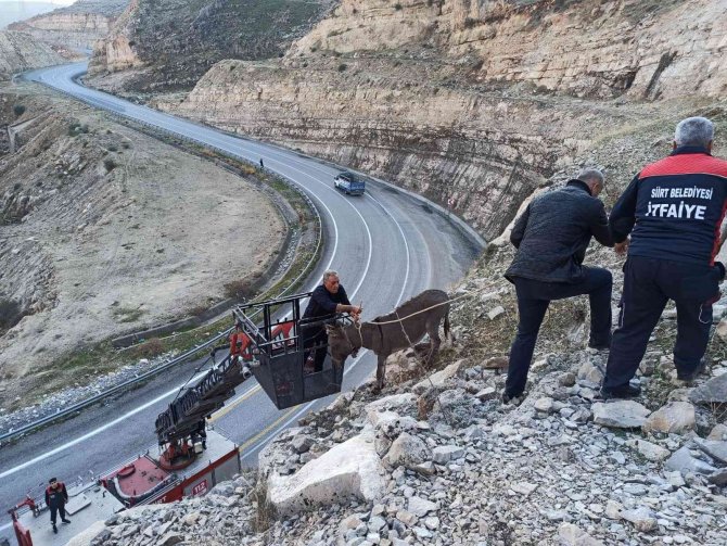 Siirt’te 5 Gündür Kayalıklarda Mahsur Kalan Eşek İtfaiye Ekiplerince Kurtarıldı