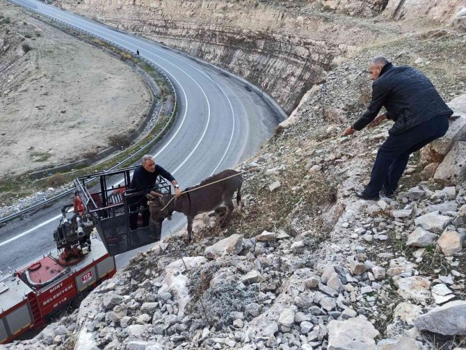Siirt’te 5 Gündür Kayalıklarda Mahsur Kalan Eşek İtfaiye Ekiplerince Kurtarıldı