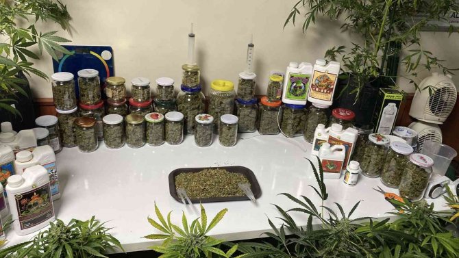 İ̇stanbul’un Göbeğindeki Uyuşturucu Serasına Baskın: Kavanozlardan 15 Kilogram Marihuana Çıktı