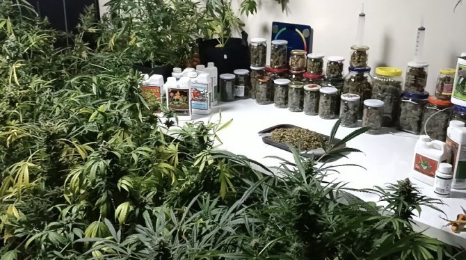 İ̇stanbul’un Göbeğindeki Uyuşturucu Serasına Baskın: Kavanozlardan 15 Kilogram Marihuana Çıktı