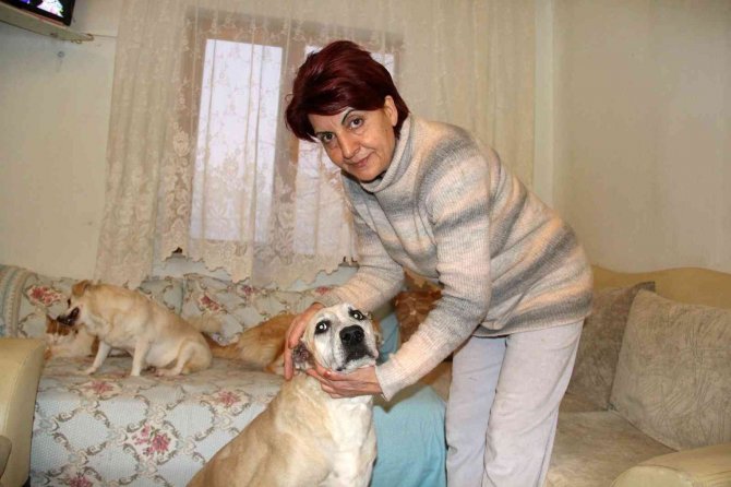 Kansere Yakalanan Sokak Köpeğine Kemoterapi Uygulandı