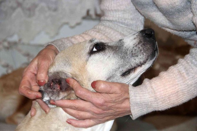 Kansere Yakalanan Sokak Köpeğine Kemoterapi Uygulandı