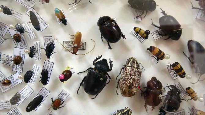 Böcek Müzesinde 4 Bin Böcek Türü Sergileniyor