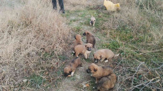 Anneleri Kaybolunca 8 Yavru Köpek Ortada Kaldı