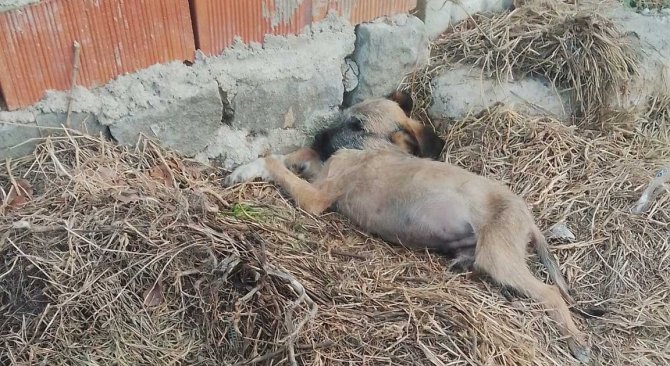 Anneleri Kaybolunca 8 Yavru Köpek Ortada Kaldı