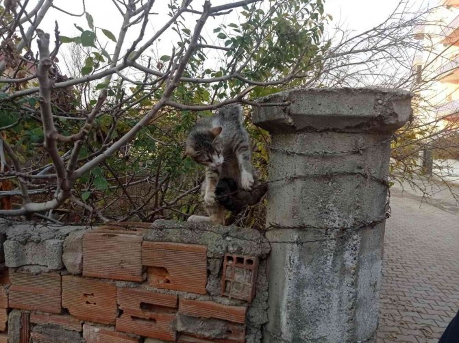 Batman’da Dikenli Tele Dolanan Kedi İtfaiye Ekiplerince Kurtarıldı