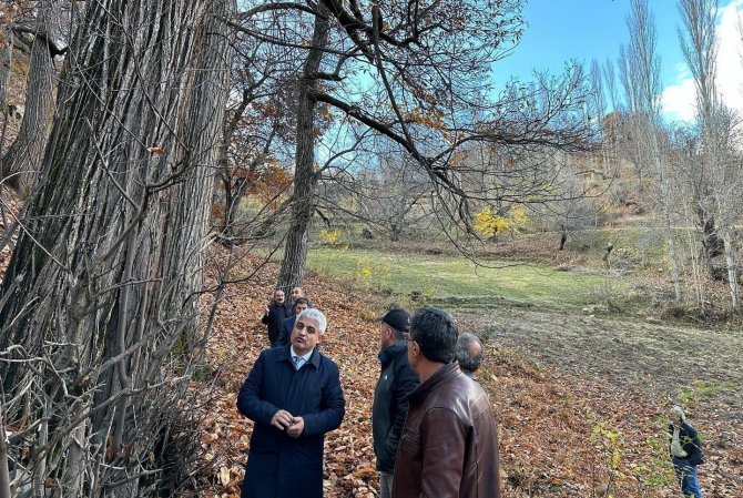 Bitlis’te Kestane Üretiminde Verimi Arttırma Çalışmaları Sürüyor