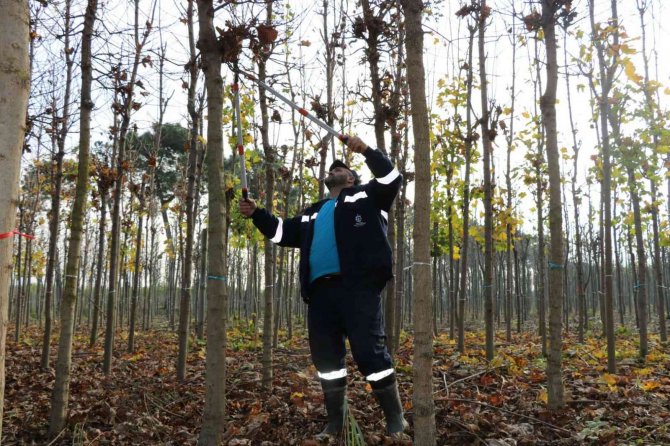 Üretilen On Binlerce Fidanla Şehir Yeşillendiriliyor