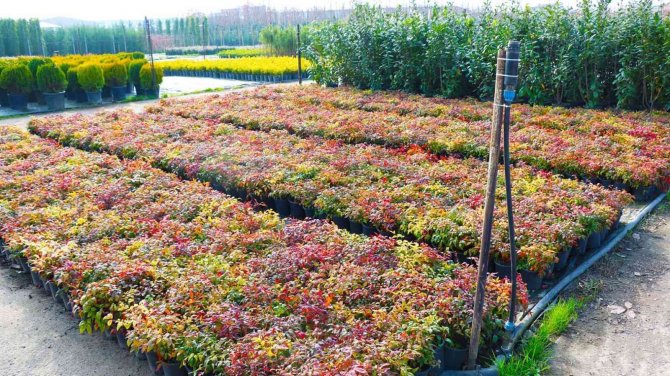 Üretilen On Binlerce Fidanla Şehir Yeşillendiriliyor