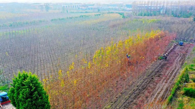 Üretilen On Binlerce Fidanla Şehir Yeşillendiriliyor
