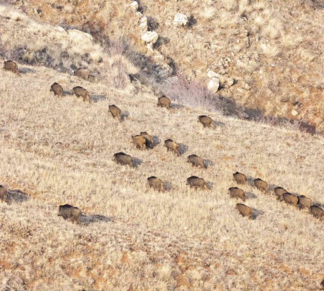 Popülasyonu Artan Domuz Sürüsü Görüntülendi