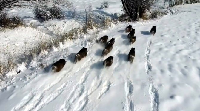 Popülasyonu Artan Domuz Sürüsü Görüntülendi