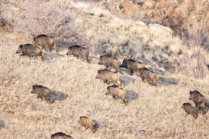 Popülasyonu Artan Domuz Sürüsü Görüntülendi
