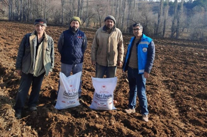 Şaphane’de Tritikale Demonstrasyonu İçin Ekimler Yapıldı