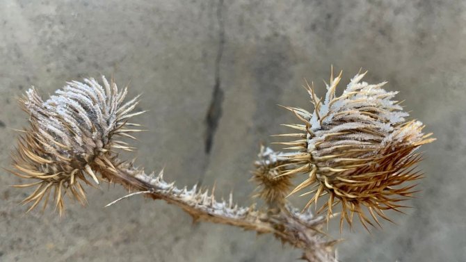 Soğuk Hava Ağrı’yı Etkisi Altına Aldı