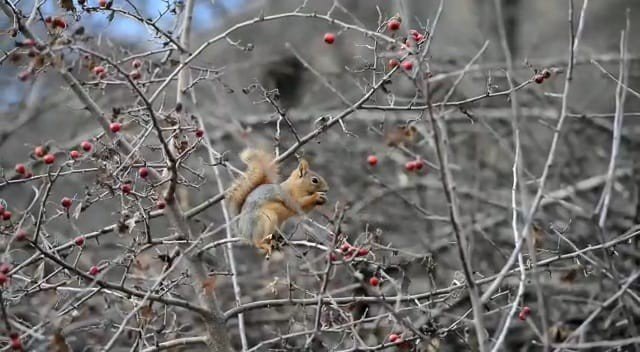 Sevimli Sincap Alıç Yiyerek Karnını Doyurdu