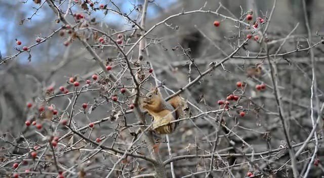 Sevimli Sincap Alıç Yiyerek Karnını Doyurdu
