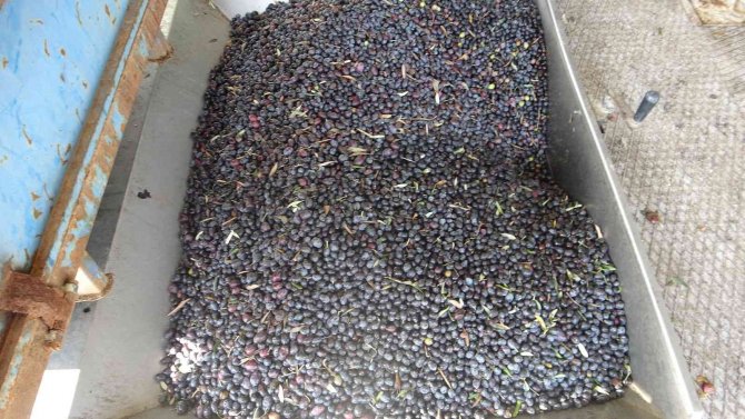 Muğla’daki Fabrikalarında 7 Gün 24 Saat Zeytinyağı Nöbeti