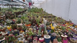 Yurt Dışından Getirdiği Sinek Ve Böcek Yiyen Bitkiler Büyük İlgi Görüyor