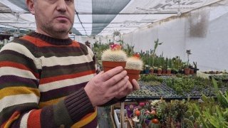 Yurt Dışından Getirdiği Sinek Ve Böcek Yiyen Bitkiler Büyük İlgi Görüyor