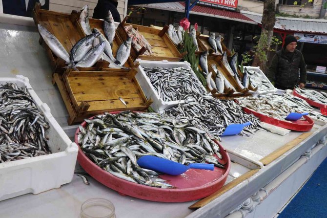 Karadeniz Hamsisi Bu Yıl Büyüyemedi