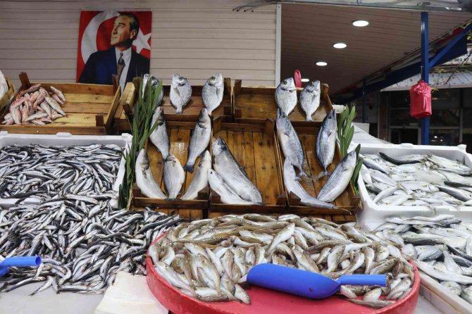 Karadeniz Hamsisi Bu Yıl Büyüyemedi