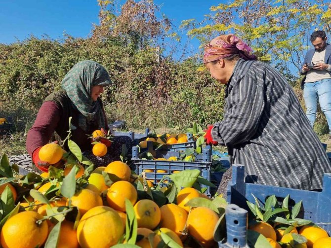 Tescilli Portakalda Hasat Başladı