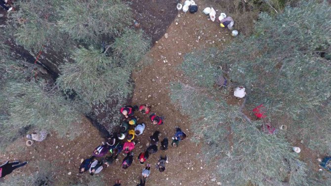 Öğrenciler Zeytinin ’Yağ’a Dönüşüm Serüvenine Şahitlik Ettiler