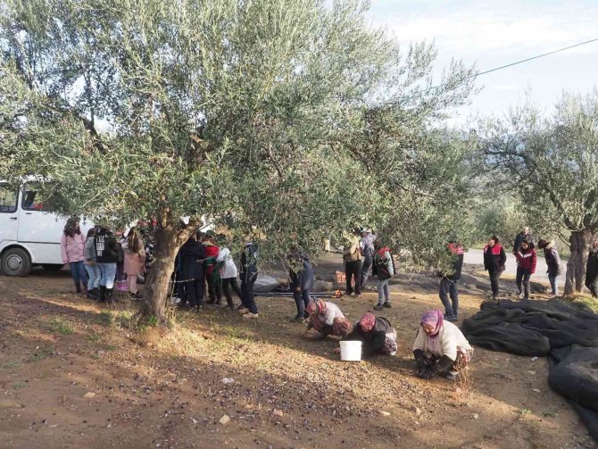 Öğrenciler Zeytinin ’Yağ’a Dönüşüm Serüvenine Şahitlik Ettiler