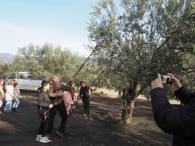 Öğrenciler Zeytinin ’Yağ’a Dönüşüm Serüvenine Şahitlik Ettiler