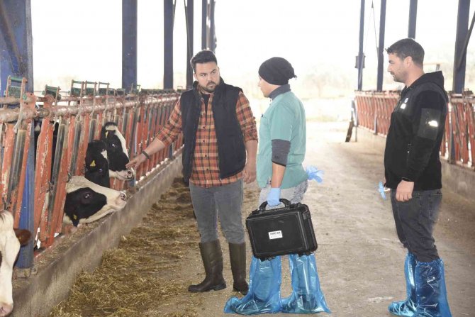 Aydın’da Düve Sayısı Bu Proje İle Artacak